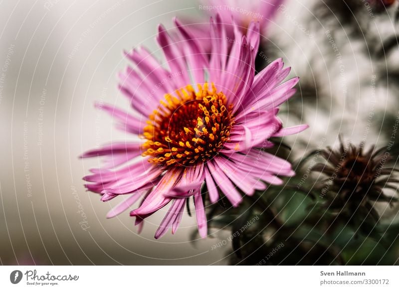 Makro einer Aster Blume rosa Astern Blühend Pflanze Blütenblatt schön Natur Herbst natürlich Außenaufnahme Garten violett Makroaufnahme Dekoration & Verzierung