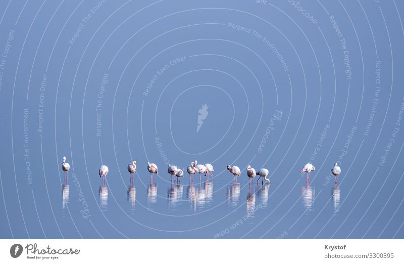 Flamingos in der Schlange Natur Landschaft Tier Coolness Namibia Afrika Farbfoto Außenaufnahme Menschenleer Tag Starke Tiefenschärfe