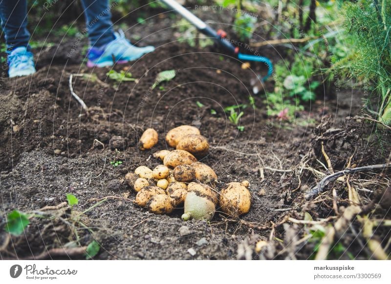 Frische Ernte Bio Kartoffeln Selbstversorgung Lebensmittel Gemüse Kartoffelernte Ernährung Bioprodukte Vegetarische Ernährung Diät Fasten Junge Frau Jugendliche