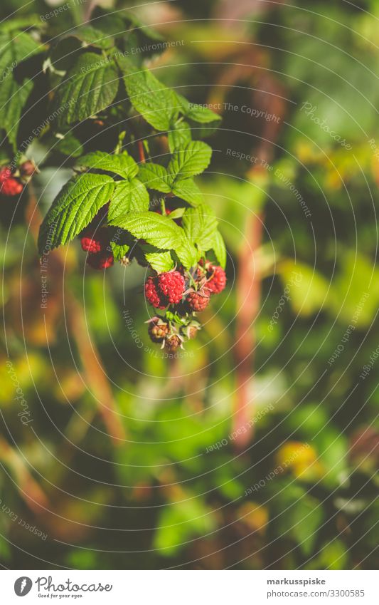 Frische Bio Himbeeren Lebensmittel Frucht Himbeerbusch Himbeerblätter fruchtig rot Ernährung Essen Picknick Bioprodukte Vegetarische Ernährung Diät Fasten