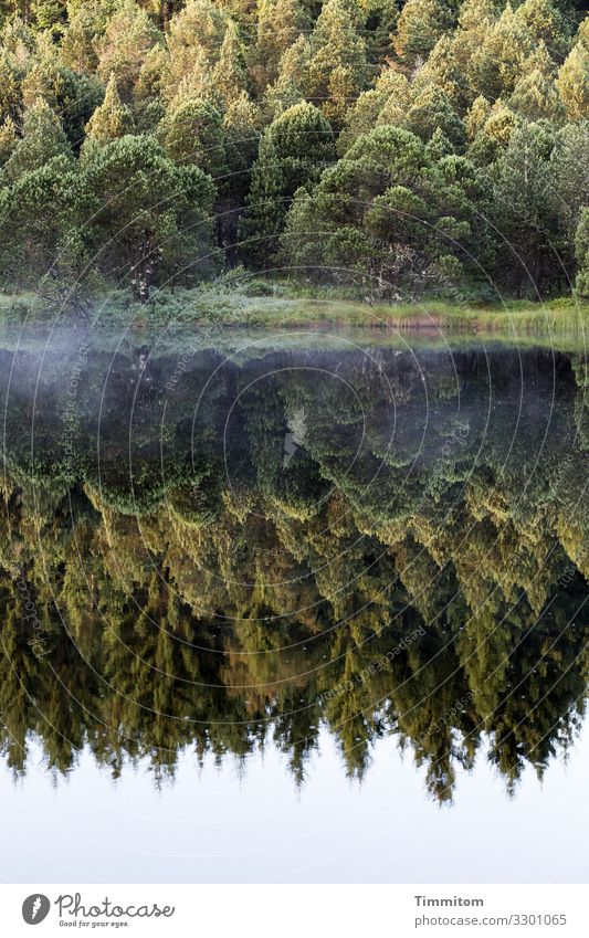 See Idylle Ferien & Urlaub & Reisen Umwelt Natur Landschaft Pflanze Urelemente Wasser Himmel Wald Blindensee Schwarzwald ästhetisch einfach natürlich blau grün