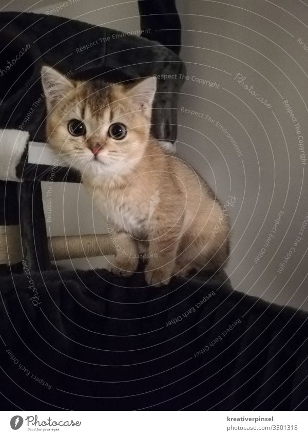 Katzenbaby Wohnung Tier Haustier Fell kitten Tierjunges 1 sitzen ästhetisch schön klein Neugier niedlich braun Tierliebe Farbfoto Blick Blick in die Kamera