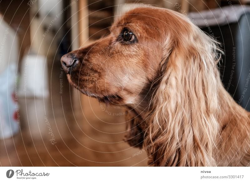 Cocker spaniel Haus Raum Tier Haustier Hund Tiergesicht Cocker Spaniel 1 beobachten füttern Kommunizieren sitzen frech frei Freundlichkeit Fröhlichkeit