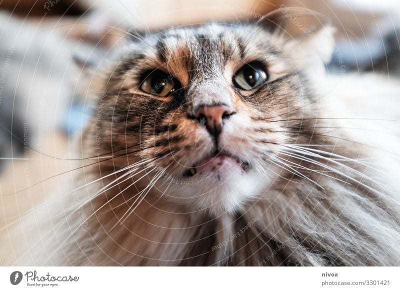 Norwegische Waldkatze Portrait Tier Haustier Katze Tiergesicht Fell Schnurrhaar Nase 1 beobachten entdecken Jagd Blick elegant Fröhlichkeit schön einzigartig