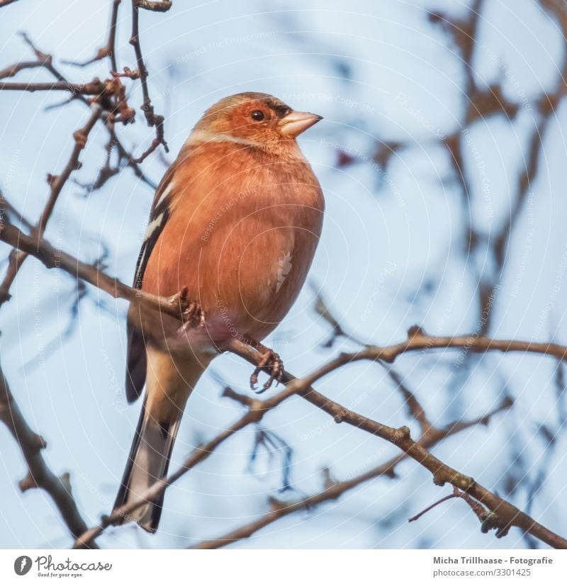 Buchfink im Baum Natur Tier Himmel Sonnenlicht Schönes Wetter Zweige u. Äste Wildtier Vogel Tiergesicht Flügel Krallen Fink Kopf Schnabel Auge Feder gefiedert 1