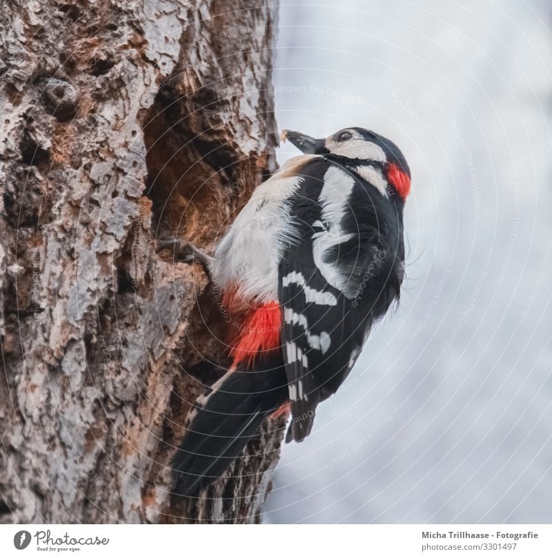 Buntspecht an der Bruthöhle Natur Tier Himmel Sonnenlicht Schönes Wetter Baum Baumstamm Wald Wildtier Vogel Tiergesicht Flügel Krallen Specht Kopf Schnabel Auge