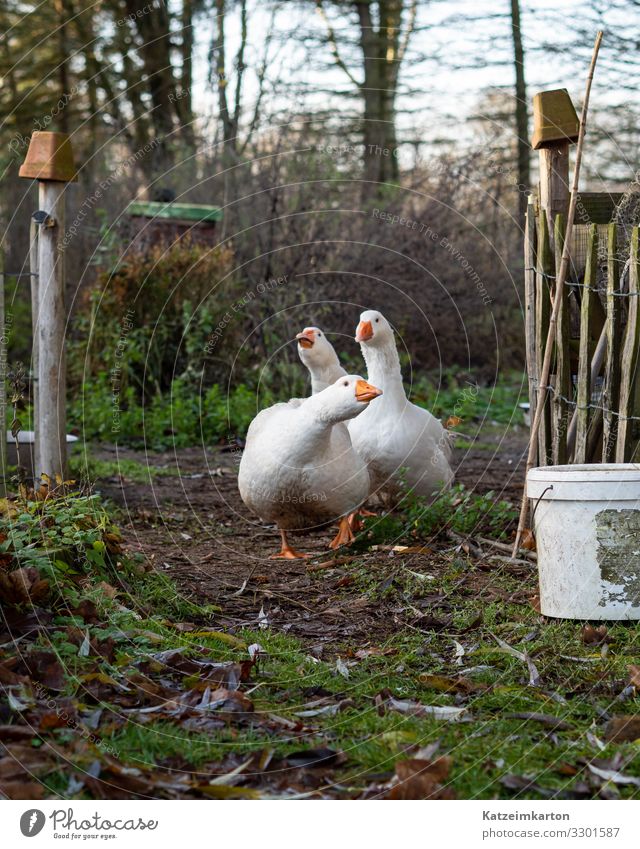 Gänsemarsch Lifestyle Häusliches Leben Garten Landwirtschaft Forstwirtschaft Natur Wiese gehen Tier Haustier Nutztier Vogel Tiergesicht Flügel Schnabel Feder