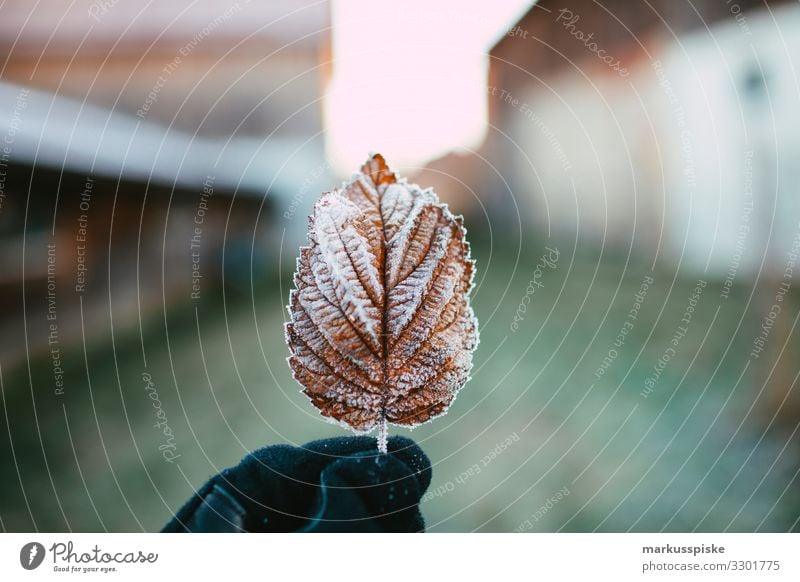 Gefrorenes Blatt Kindererziehung Bildung Wissenschaften lernen Gartenarbeit Mensch Mann Erwachsene Hand 1 18-30 Jahre Jugendliche Natur Pflanze Tier Winter