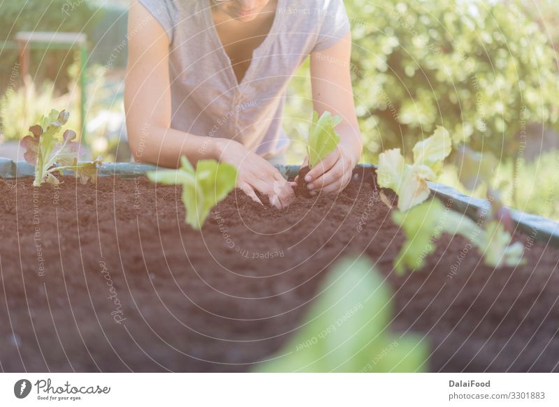 Bio-Eiche Salatplantage Realszene Gemüse Ernährung Vegetarische Ernährung Sommer Garten Industrie Technik & Technologie Hand Umwelt Natur Pflanze Blatt Wachstum