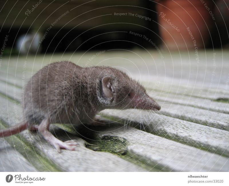 Spitzmaus 1 Drehung neugeboren Balkon grau Nahaufnahme