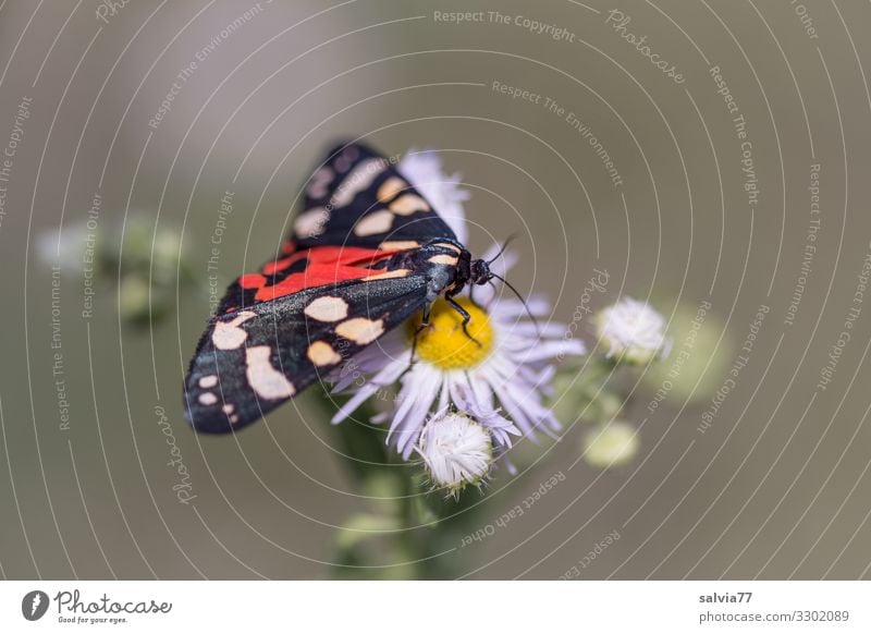 Schönbär Umwelt Natur Sommer Pflanze Blüte Tier Schmetterling Flügel Insekt Motte 1 Duft genießen Bärenfalter Nektarpflanze saugen Essen schön Farbfoto