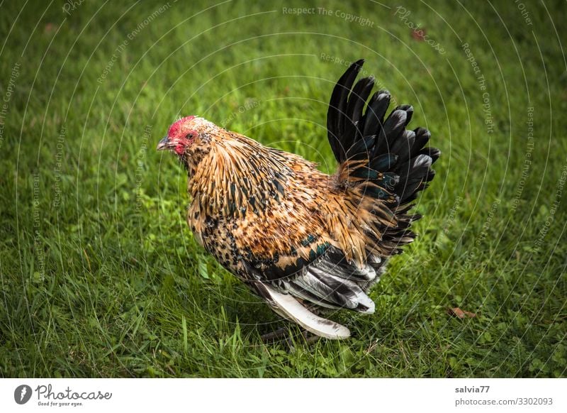 glückliches Huhn Natur Wiese Tier Haustier Nutztier Flügel Haushuhn 1 Glück natürlich Zwerghuhn Metallfeder Bauernhof Freilandhaltung Farbfoto Außenaufnahme