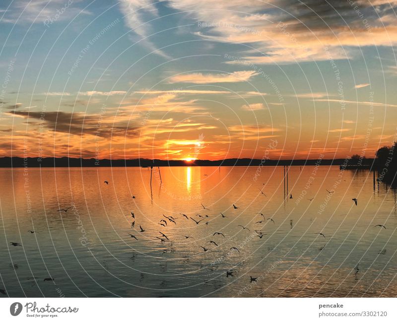 seeglühen Natur Landschaft Urelemente Wasser Himmel Sonne Winter Seeufer Erholung Wärme Stimmung Bodensee Möwenvögel glühend Farbfoto Außenaufnahme Menschenleer