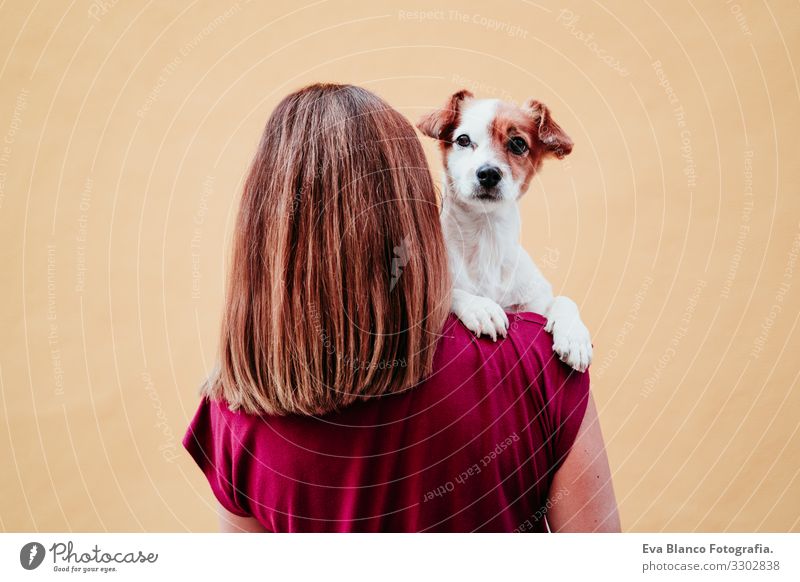 junge frau hält einen süßen kleinen jack russell hund auf der schulter. gelbe wand hintergrund Frau Hund Haustier Liebe gelber Hintergrund Großstadt Halt