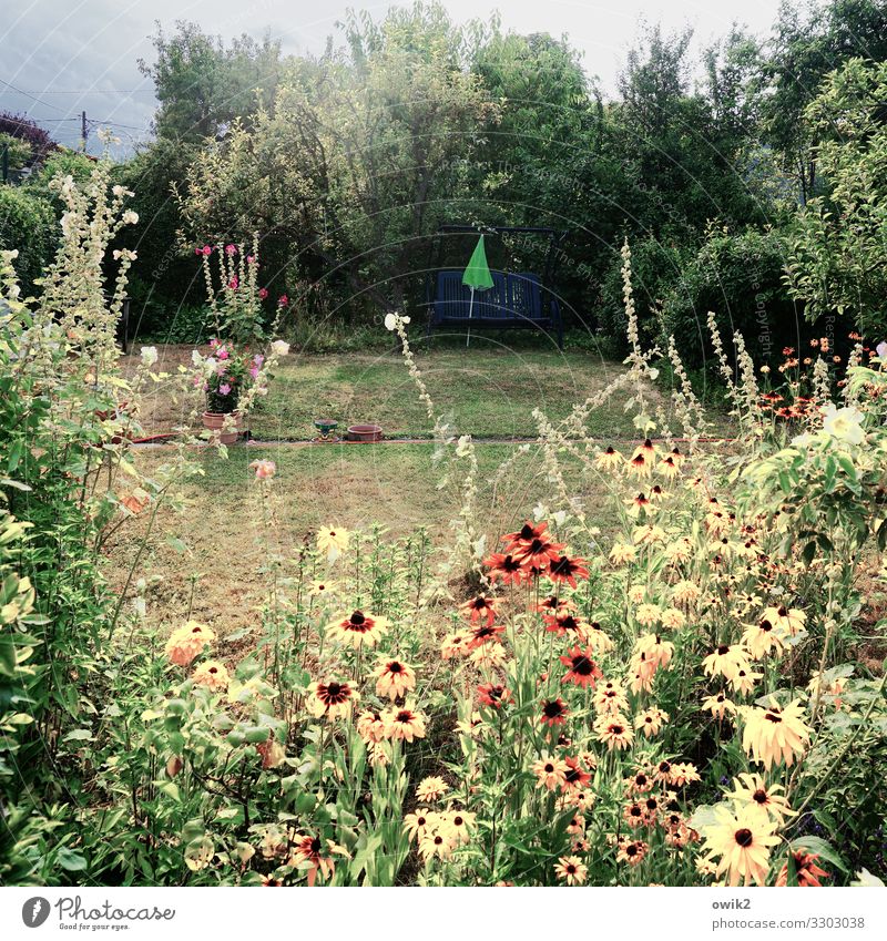 Parzelle Umwelt Natur Landschaft Pflanze Wolken Sommer Schönes Wetter Baum Blume Gras Sträucher Garten Wiese Wien Wege & Pfade Blühend natürlich viele