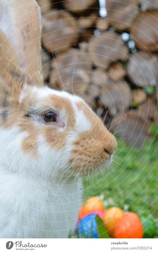 Osterhase bei der Arbeit - Nahaufnahme eines Hasen mit bunten Eiern im Hintergrund Ostern Tier Gras Garten Fell Haustier 1 Arbeit & Erwerbstätigkeit warten