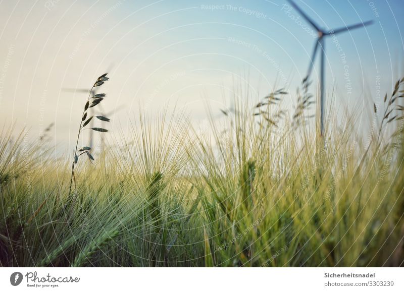 Kornfeld mit Windrad Windkraftanlage Natur Sommer Schönes Wetter Pflanze Sträucher Nutzpflanze Feld grün Getreidefeld Nahaufnahme Farbfoto Außenaufnahme