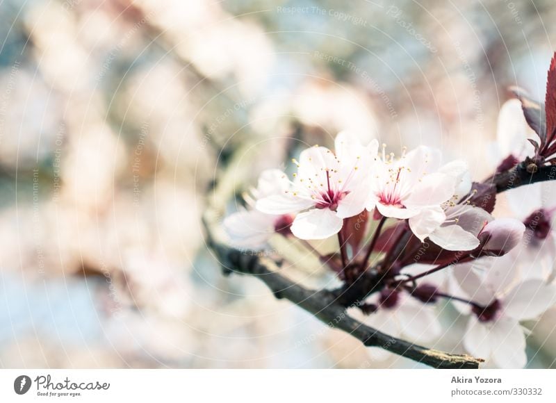 S.P.R.I.N.G. Natur Pflanze Frühling Baum Blüte Blühend Wachstum blau braun grün rosa rot Frühlingsgefühle Vorfreude Romantik Beginn Umwelt Kirschblüten