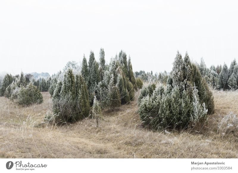 Landschaft mit vereistem Feld und Wald im Winter Umwelt Natur Pflanze Wetter Nebel Eis Frost Baum Gras Sträucher Hügel frieren Coolness kalt natürlich Stimmung