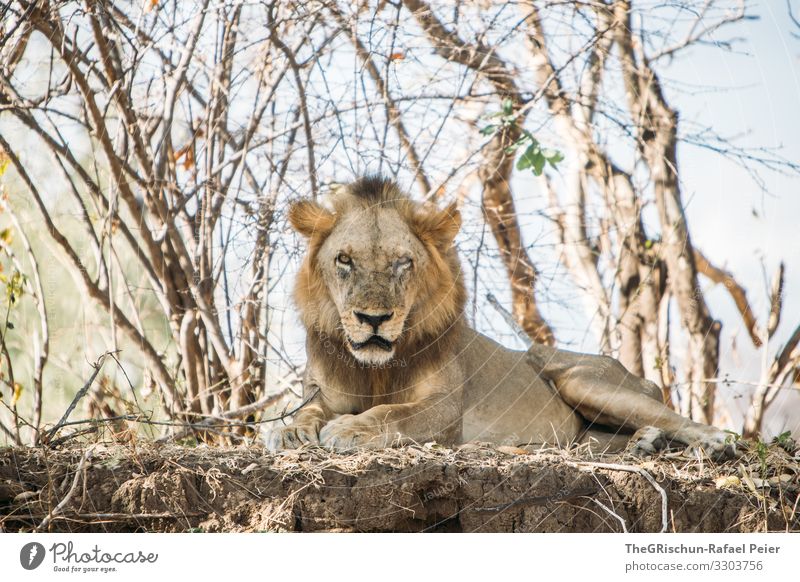 Männlicher Löwe in freier Wildbahn Safari Tier Afrika Farbfoto Außenaufnahme Ferien & Urlaub & Reisen Tierporträt Wildtier Tansania Bäume Blick in die Kamera