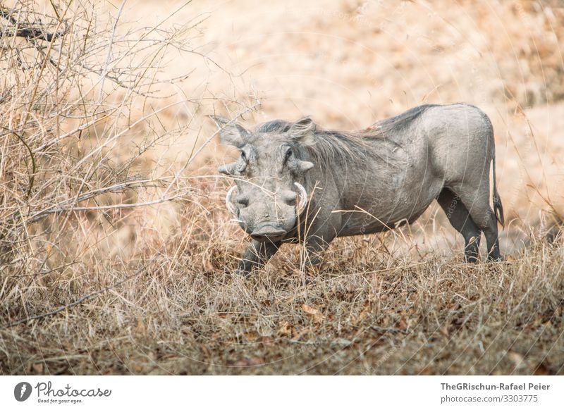 Warzenschwein in der Wildniss Safari Tier Afrika Farbfoto Außenaufnahme Ferien & Urlaub & Reisen Tierporträt Wildtier Tansania Blick in die Kamera entdecken 1