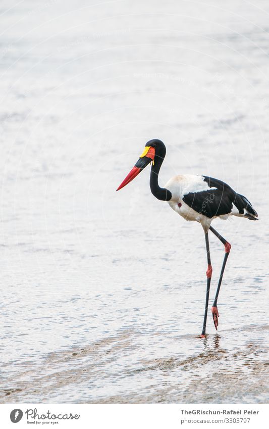 Sattelstorch in freier Wildbahn Vogel Tier Farbfoto Wildtier Natur Menschenleer Schnabel Tag Safari bunt Federn Tierwelt Farbe Außenaufnahme Flügel Nahaufnahme