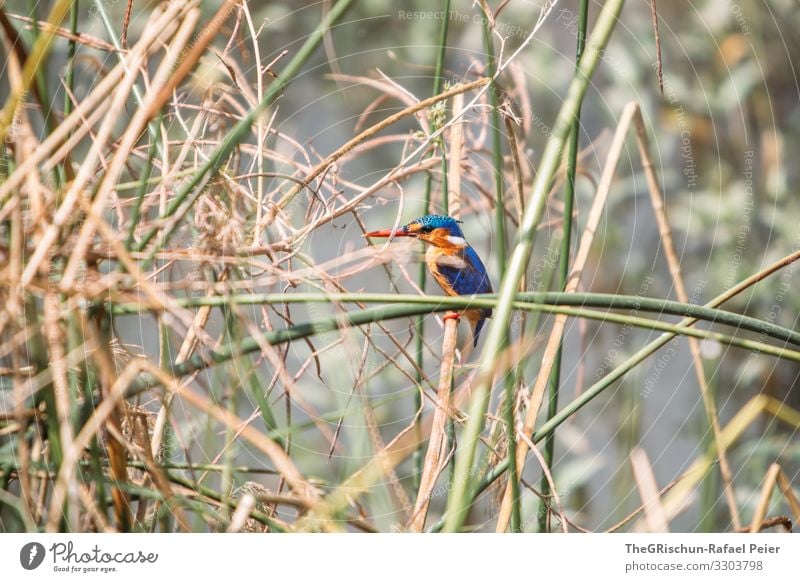 Kingfisher im Schilf kingfisher Vogel Tier Farbfoto Wildtier Natur blau Menschenleer Nahaufnahme Schnabel Tag Eisvögel Safari bunt Ästethik