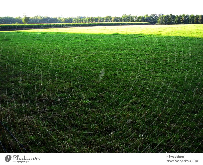 Schatten und Licht Feld Wiese grün gelb dunkel Lichtspiel Zwillbrocker Venn hell Waldsaum