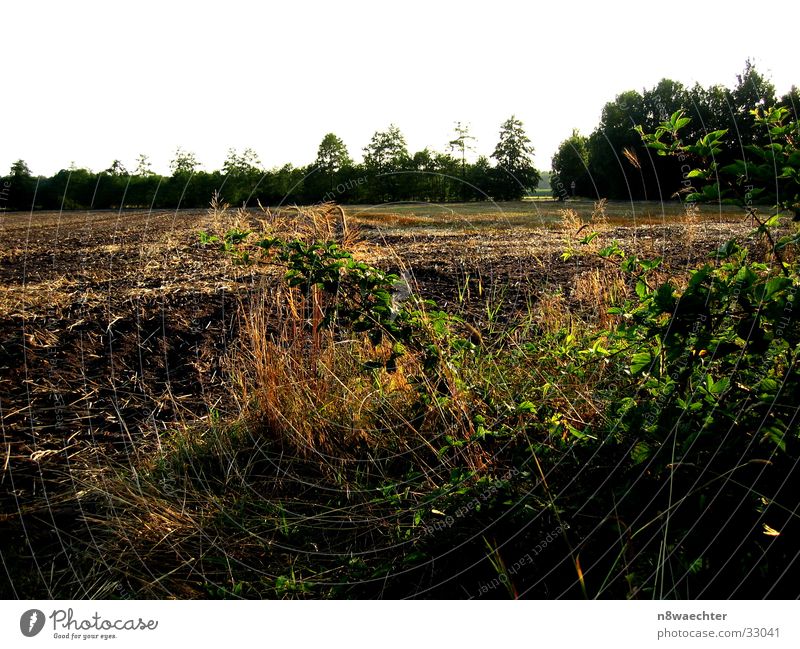 Ackerland Feld braun Baum grün Grünpflanze Gras Zwillbrocker Venn Furche Erde