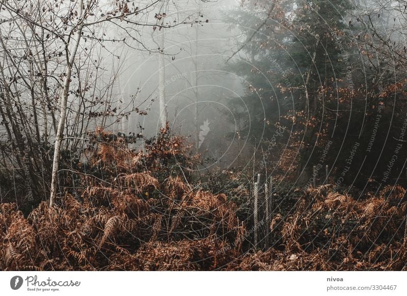 Ein Blick in den nebligen Winterwald Ausflug Abenteuer Landwirtschaft Forstwirtschaft Umwelt Natur Landschaft Klima Nebel Pflanze Baum Gras Sträucher Moos Wald