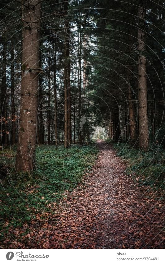 Waldweg wandern Umwelt Natur Landschaft Herbst Winter Wetter Pflanze Baum Wege & Pfade Holz beobachten Bewegung entdecken Erholung genießen laufen träumen