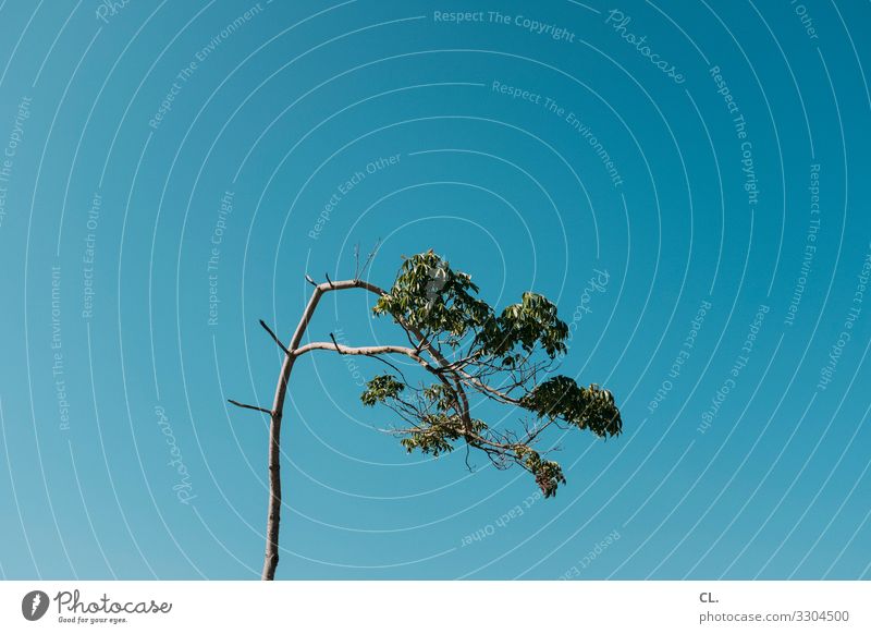 schieflage Umwelt Natur Himmel Wolkenloser Himmel Sommer Schönes Wetter Baum außergewöhnlich einzigartig blau grün Neigung Farbfoto Außenaufnahme Menschenleer