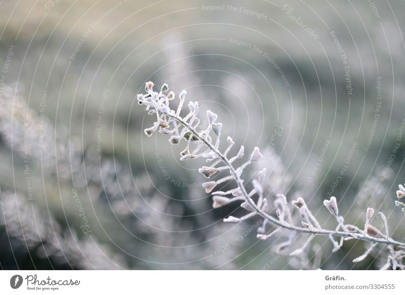 Frostig Kälte Winter Herbst gefroren frieren Eis Natur Raureif weiß Winterstimmung kalte Temperatur Außenaufnahme Wintertag Eiskristall Menschenleer winterlich