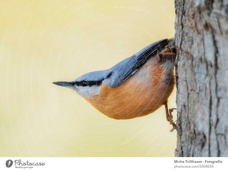 Kleiber hängt am Baumstamm Natur Tier Sonnenlicht Schönes Wetter Wildtier Vogel Tiergesicht Flügel Krallen Kopf Schnabel Auge Feder gefiedert 1 beobachten