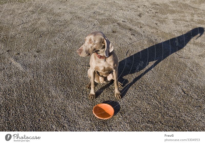 sitzende Hündin mit Wurfscheibe und Schatten Hund Haustier Tier Weimaraner Jagdhund Tierporträt Halsband Blick zur Seite Außenaufnahme Kies