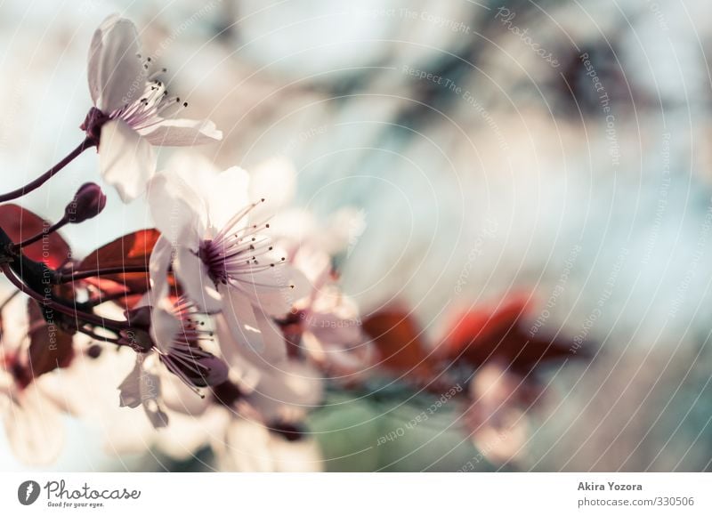 S.P.R.I.N.G. II Natur Pflanze Frühling Blüte Blühend blau rosa weiß Frühlingsgefühle Kirschblüten Farbfoto Außenaufnahme Detailaufnahme Menschenleer