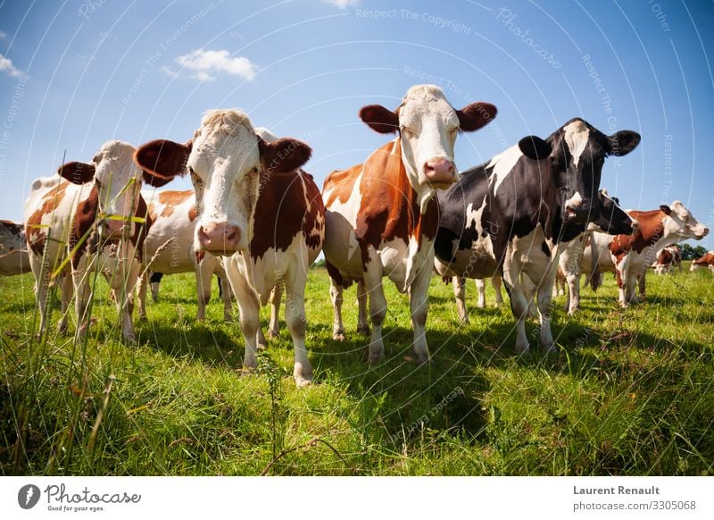 Kuhherde auf der Weide Fleisch Natur Tier Herde Fressen niedlich Ackerbau Biest Rindfleisch bovin Land Molkerei Bauernhof Großgrundbesitz Feld Kopf Färse