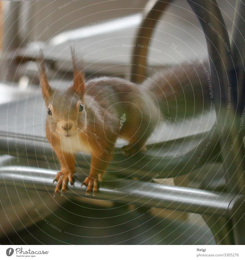 Eichhörnchen schaut neugierig durchs Fenster Umwelt Natur Tier Winter Terrasse Wildtier 1 Stuhl Blick sitzen außergewöhnlich einzigartig klein Neugier braun