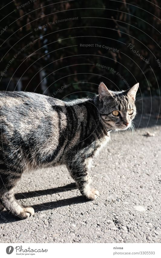 Getigerte Katze Katzenfutter Freiheit Umwelt Kleinstadt Stadt Wege & Pfade Tier Haustier Tiergesicht Fell Pfote 1 Beton beobachten entdecken fangen Blick frech