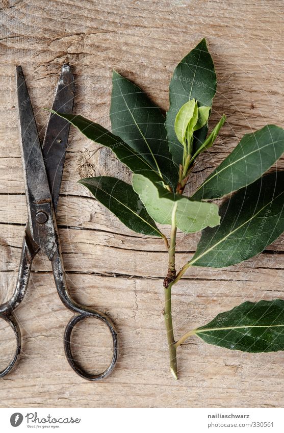 Lorbeere Lebensmittel Kräuter & Gewürze Ernährung Bioprodukte Vegetarische Ernährung Italienische Küche Schere Holz Metall Duft lecker natürlich schön braun