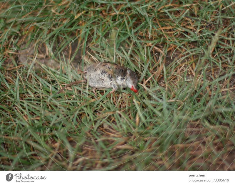 Toter Maulwurf liegt im Gras. Gartenarbeit Tier Wildtier Totes Tier Maus 1 rot Wiese Erde liegen Wunde Tod Blut Tierjunges Tierschutz Farbfoto Außenaufnahme