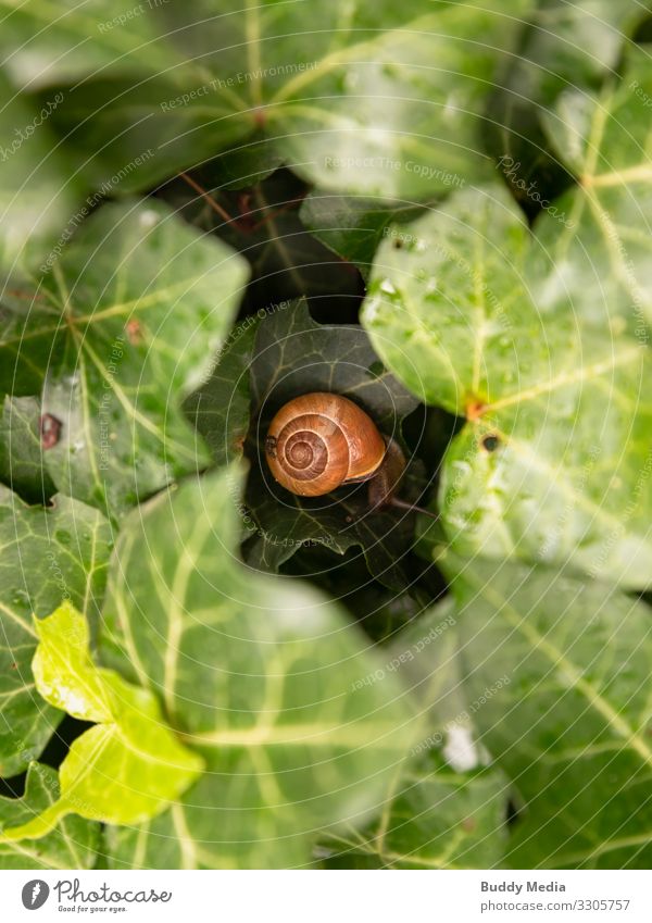 Kleine Schnecke versteckt sich im Efeu Umwelt Natur Pflanze Tier Wassertropfen Blatt Grünpflanze Wildpflanze Wildtier 1 Erholung schlafen dreckig einfach