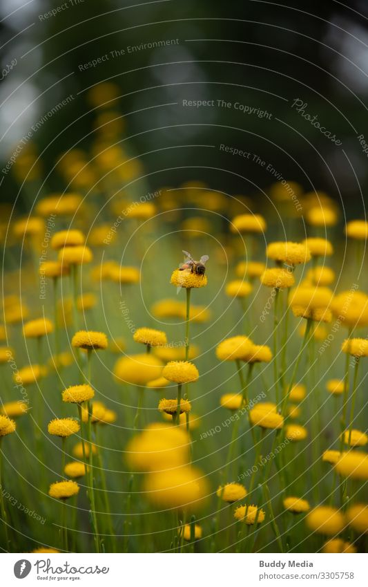 Biene sitzt auf einer Rainfarn-Blüte Gartenarbeit Umwelt Natur Pflanze Tier Blume Farn Grünpflanze Nutzpflanze Feld Nutztier Wildtier 1 Duft dünn klein gelb