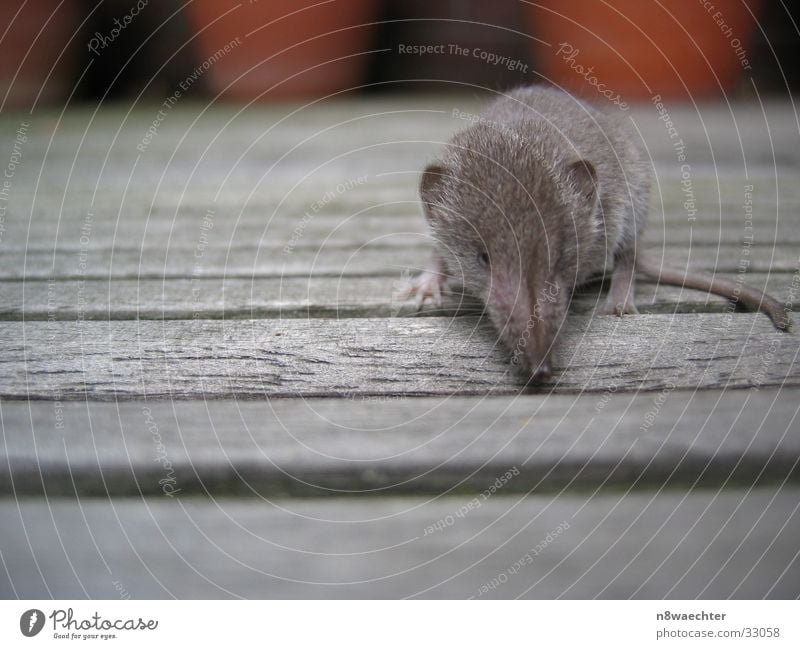 Spitzmaus 2 krabbeln Neugier flach grau Tierjunges