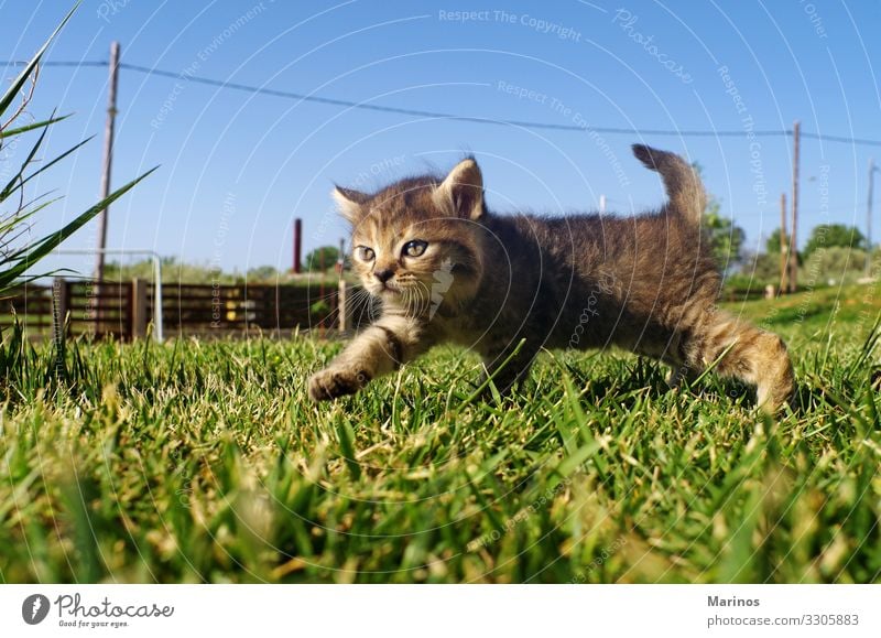 Kleine Katze auf dem Rasen des Gartens. schön Spielen Baby Natur Tier Gras Haustier Pfote klein lustig niedlich grün Katzenbaby Hintergrund jung hübsch Tabby