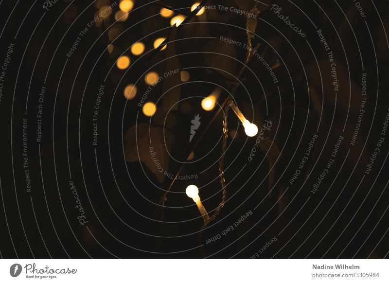 Lights in the dark Natur Pflanze Sträucher Efeu Blatt Grünpflanze Dekoration & Verzierung Lichterkette Kunststoff dunkel hell braun gelb schwarz Warmherzigkeit