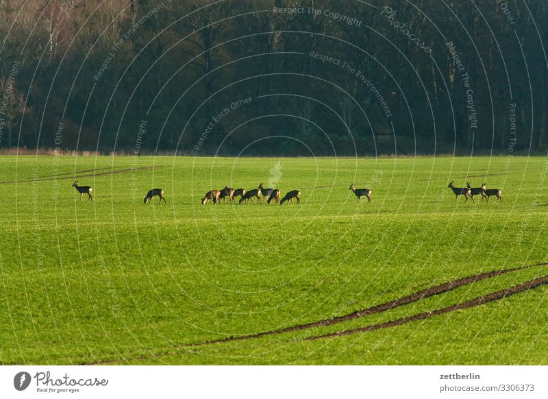 Rehe in Juliusruh Wildtier wild Wildfleisch schalenwild niederwild Capreolus capreolus Herde Jagd altenkirchen Dorf Insel juliusruh Landschaft