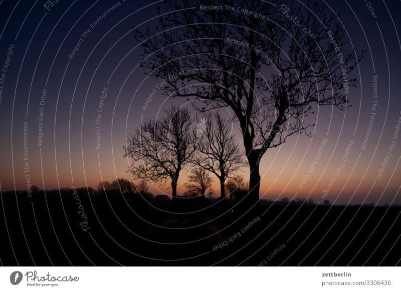 Landstraße am Abend Dämmerung Farbe Farbenspiel Insel Landschaft Mecklenburg-Vorpommern Rügen Sonnenuntergang Ferien & Urlaub & Reisen Straße Allee Winter