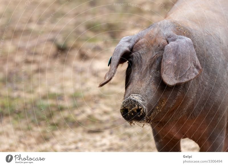 Iberische Schweine auf der Weide Fleisch Essen Gastronomie Natur Landschaft Tier Baum Wiese Pfote Herde Fressen füttern schwarz Hausschwein Bauernhof