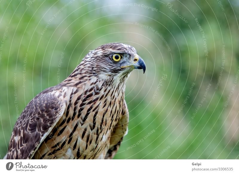 Wilder Habicht Natur Tier Baum Vogel Aggression wild braun Habichte Raptor Schnabel Bussard Fauna Tierwelt Raubtier Leitwerke Falken Jäger Feder Ast Beute